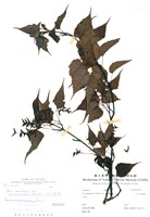 藏品(大屯尖葉槭)的圖片